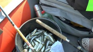 Рыбалка в Крыму. В Севастополе с лодки на Немецкой балке дуром поперла ставрида!