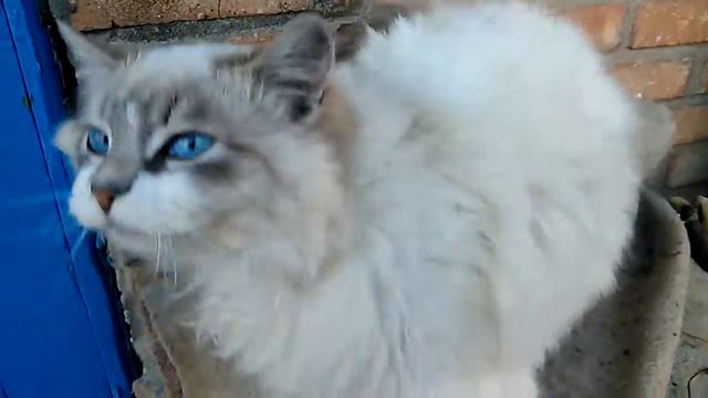 Голубоглазый кот