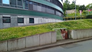 ГЕРМАНИЯ СЕГОДНЯ МАЙНЦ, СТОЛИЦА РАЙНЛАНД-ПФАЛЬЦА. МЕЖДУ RÖMISCHES THEATER И ALTSTAD. ЛИСИЦА 12.06.24