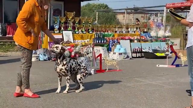 Чемпионат Далматинов. Часть 3. Суки. смотреть онлайн