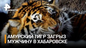 Тигр-людоед загрыз мужчину в Хабаровском крае / РЕН Новости