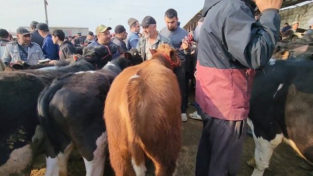 Молбозори шахри Хучанд ?? Букачахои Евроряд барои шумо .