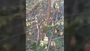 Актинидия полигама