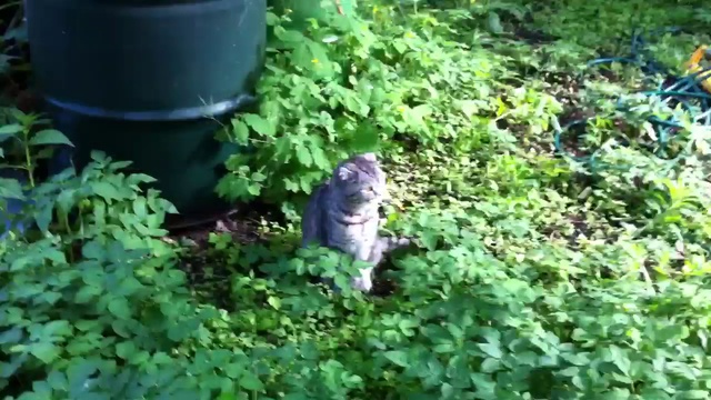 Silence by the night смотреть онлайн