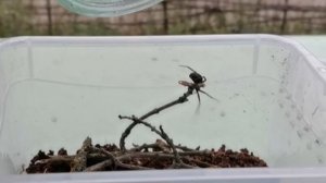 Переселяю паука. СТЕАТОДА или ЛОЖНАЯ ЧЁРНАЯ ВДОВА часть 3