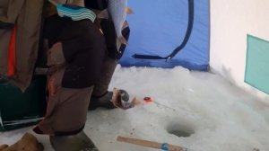 Камера рулит. Рыбалка на Белоярском водохранилище.