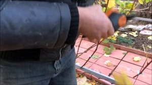 Многорукавная формировка винограда без сучка замещения по Скуиню.