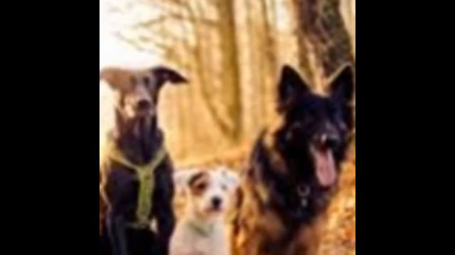 мои фото собак и волков смотреть онлайн