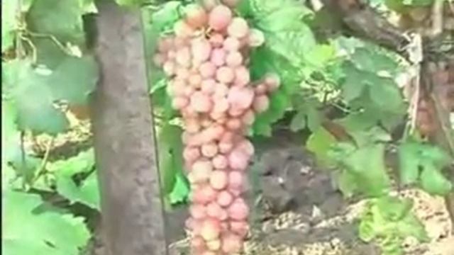 виноград характеристика сортов.flv