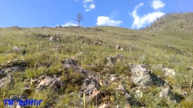 Долина села Туекта. Заготовка чабреца. смотреть онлайн