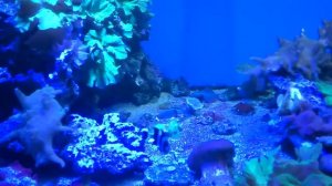 Чернохвостый дасциллус.