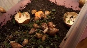 как ухаживать за улитками