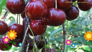 Лавровишня обыкновенная, лекарственная. Краткий обзор, описание kormilitsa dyuk кормилица (дюк)