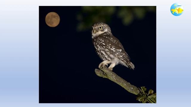 7 Класс Урок 12 Подарок Учителя смотреть онлайн