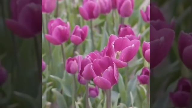 Доброго дня#добро #любовь #красота #весна #красиваяприрода #добрыепожелания
