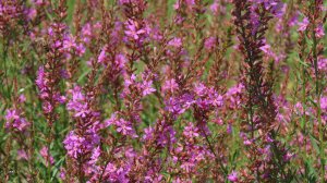 Красивый куст у водоемов - Дербенник прутьевидный