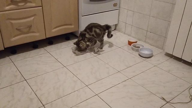 кот моет пол