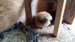 Куры несут 2 яйца в день