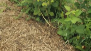 малина соколица