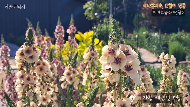 지나갔지만,5월의정원-2|청보라색의겹클레마티스|double clematis|코페르니쿠스|키리테카나와|겹양귀비|double poppy|엔젤`s콰이어|밤호박납품과택배작업
