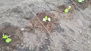 Огурцы "монолит Ф1" ! Обычный огород! // Секреты хороших урожаев.