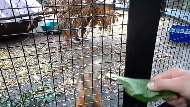 Ялтинский зоопарк. забавная белка смотреть онлайн