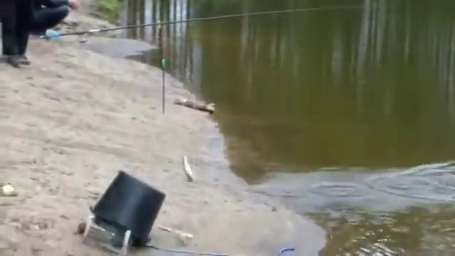 Савватьевские пруды - рыбалка на малом пруду. смотреть онлайн