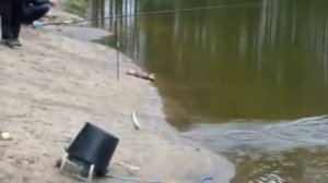 Савватьевские пруды - рыбалка на малом пруду.