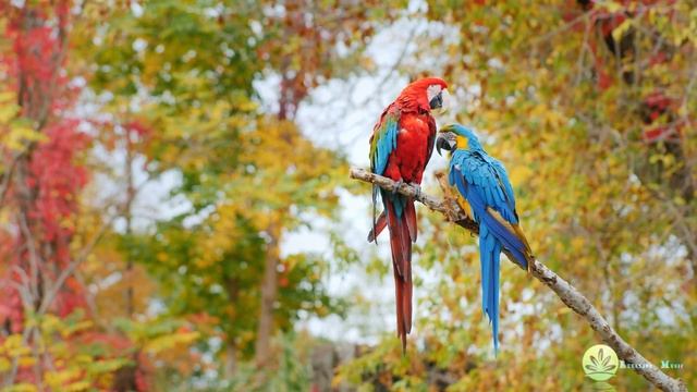 ?Мелодичная музыка помогает расслабить нервную систему хорошо лечит? смотреть онлайн