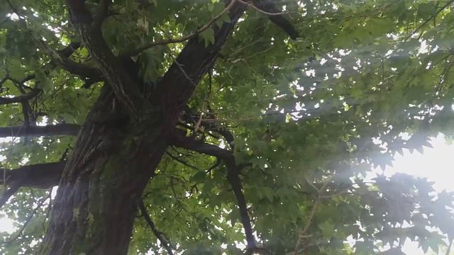 Калопанакс семилопастный (Южно-Сахалинский) смотреть онлайн