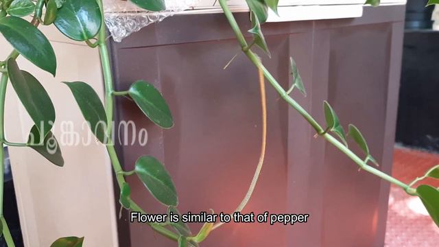 Trending Hanging Plants (Foliage)