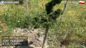 Польский питомник MOJ OGROD/Хвойные в комах 3