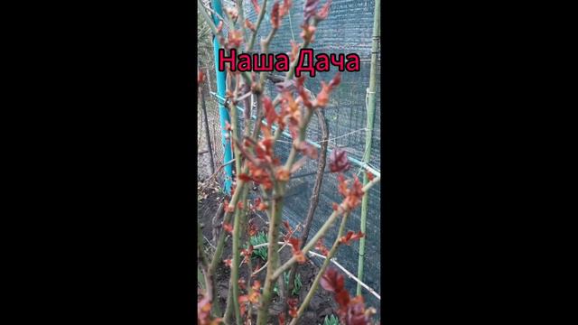 Наша Дача смотреть онлайн