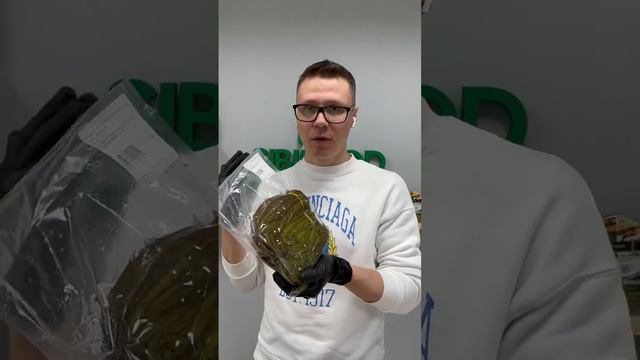 Травка - папоротник соленый