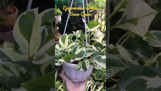 Cây giống Epipremnum aureum Snow Queen (Trầu bà Snow Queen, Trầu bà sữa, trầu bà nữ hoàng tuyết)