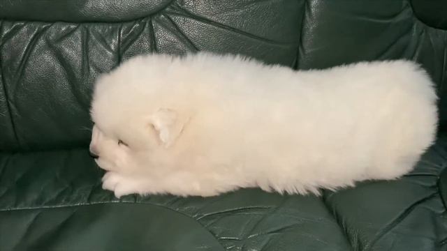 Самоеды от рождения до 2 месяцев смотреть онлайн