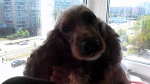 Кокер спаниель Сёма уход за ушами и шерстью (Чухаем наши УШКИ)