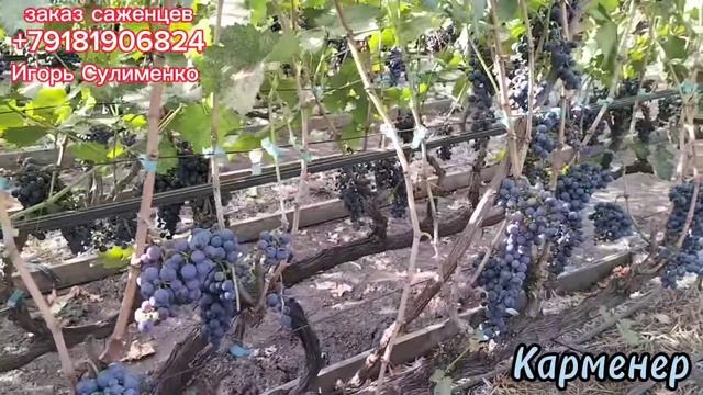 Карменер - технический сорт винограда. смотреть онлайн