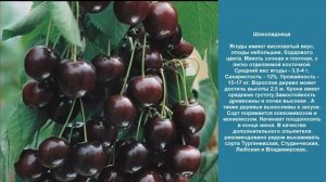 Раннеспелые сорта вишни