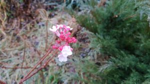 Калина карльса Аврора / Viburnum carlesii Aurora