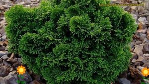 Кипарисовик туполистный Пигмея. Краткий обзор, описание характеристик chamaecyparis obtusa Pigmea