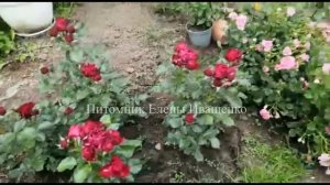 Обзор Роз. Более 100 сортов от Елены Иващенко
