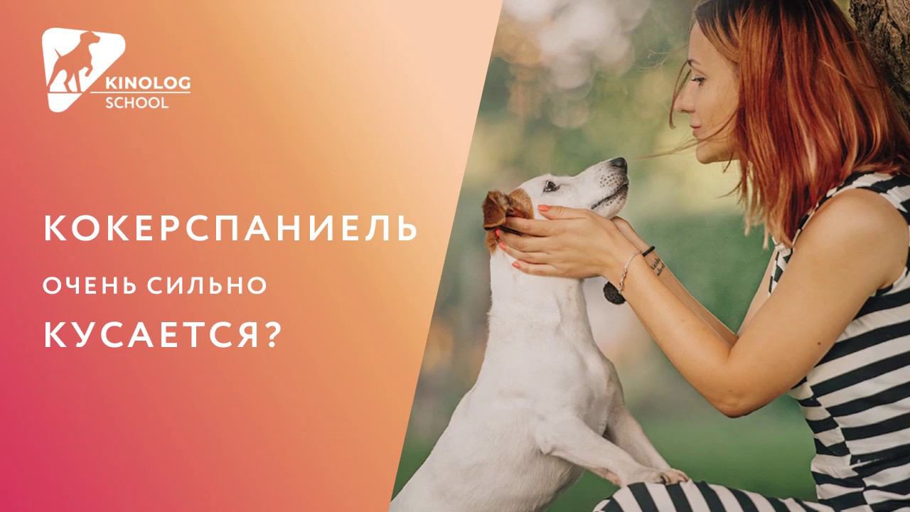 Кокерспаниель очень сильно кусается