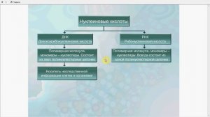 Виды нуклеиновых кислот. ДНК и РНК. Местонахождение. Сравнение молекул.