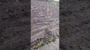 вспашка огорода после дождя