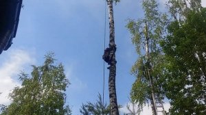 #лайфхак #Как #слезть с #дерева# не #повторять#?