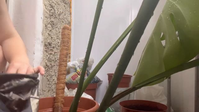 Пересадка монстери. Грунт для монстери. смотреть онлайн