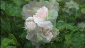 Роза Аспирин - шикарная многоцветковая флорибунда