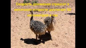 Все интересное о страусах