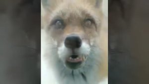 Сегодня новое бешенство! *что нам делать!!!!